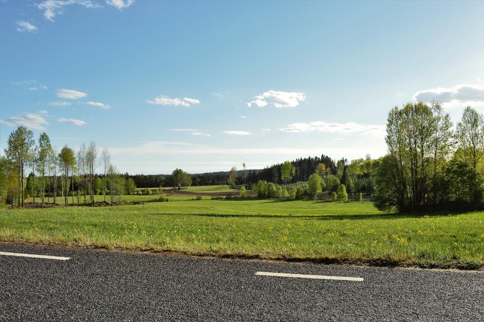 Road Bed Grass
