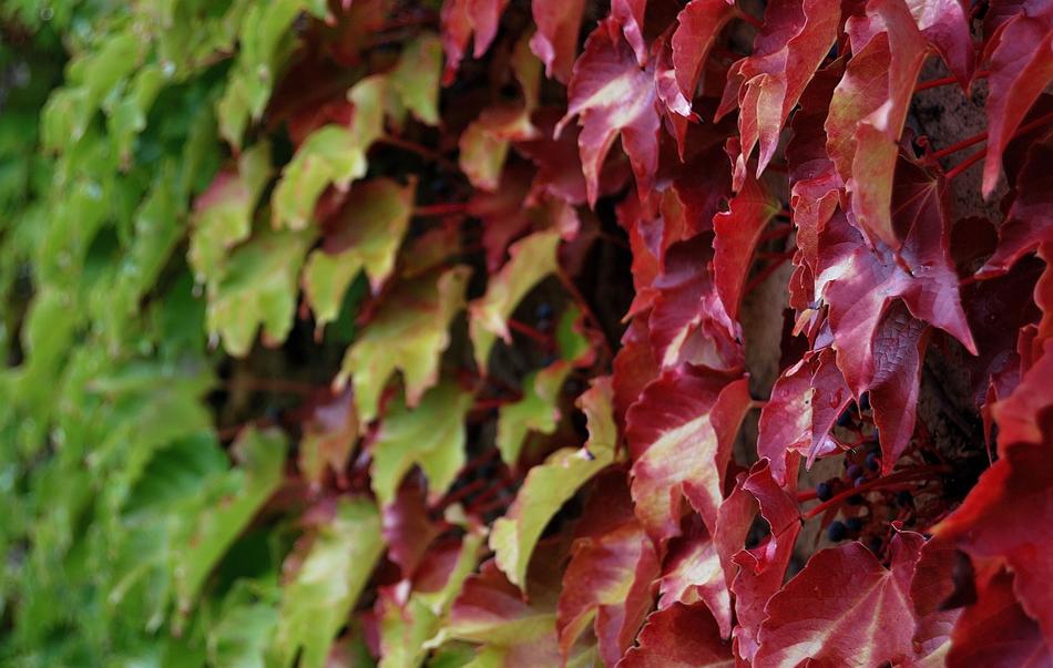 Ivy Shade Creeper