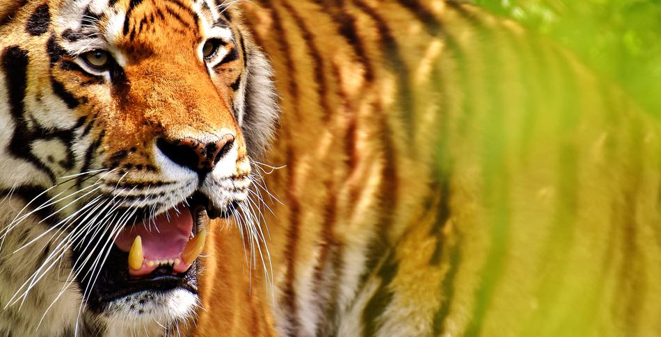 Tiger Predator Fur