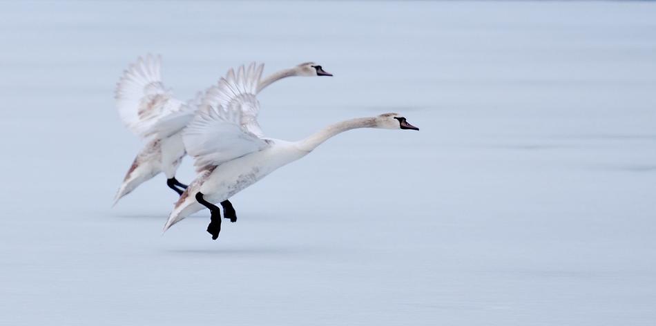 Geese Flight Ice White