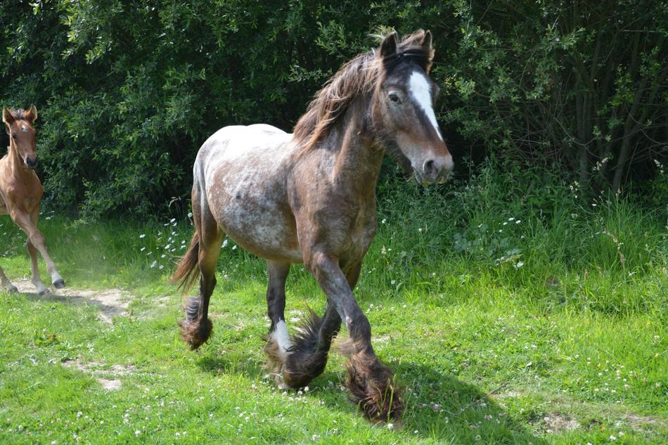 Mare Broodmare Horse