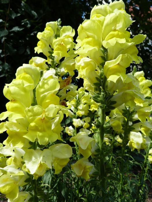 Loewenmaeulchen Summer Flower