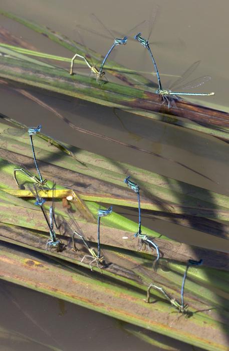 Dragonflies Mating