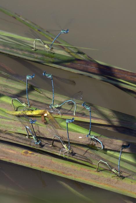 Dragonflies Mating