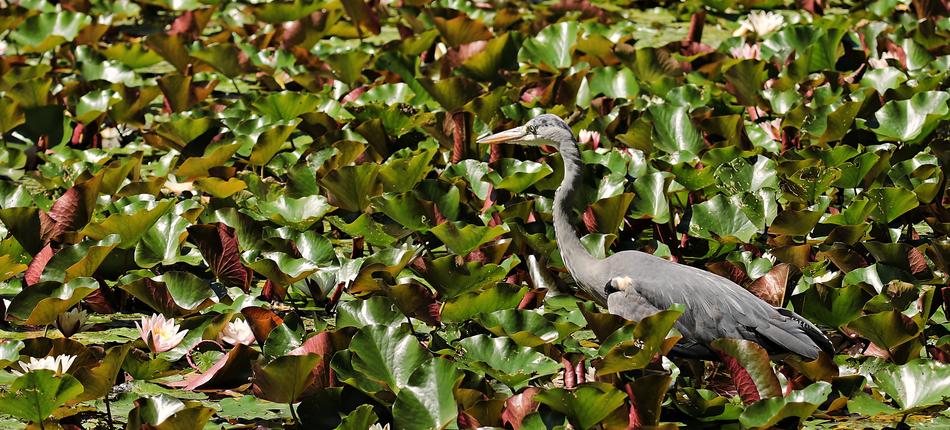 Heron on Water Lilies Pond