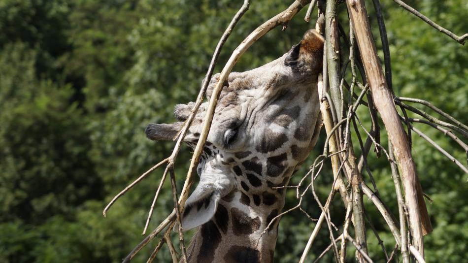 Giraffe Zoo