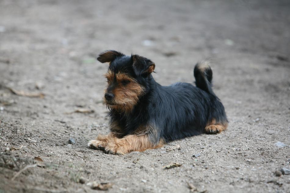 Dog Animal