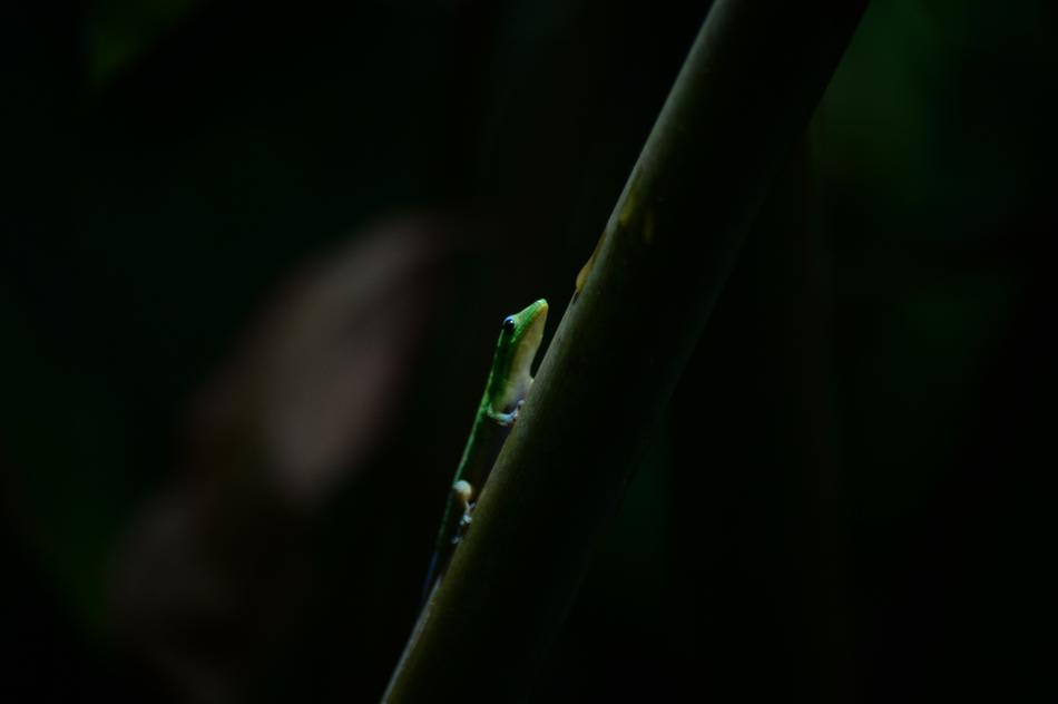 Gecko Hawaii Island Of