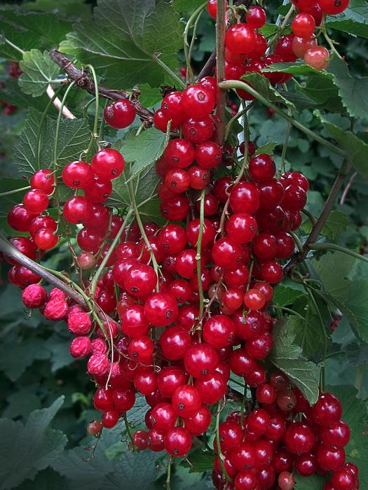 Currants Currant Berries