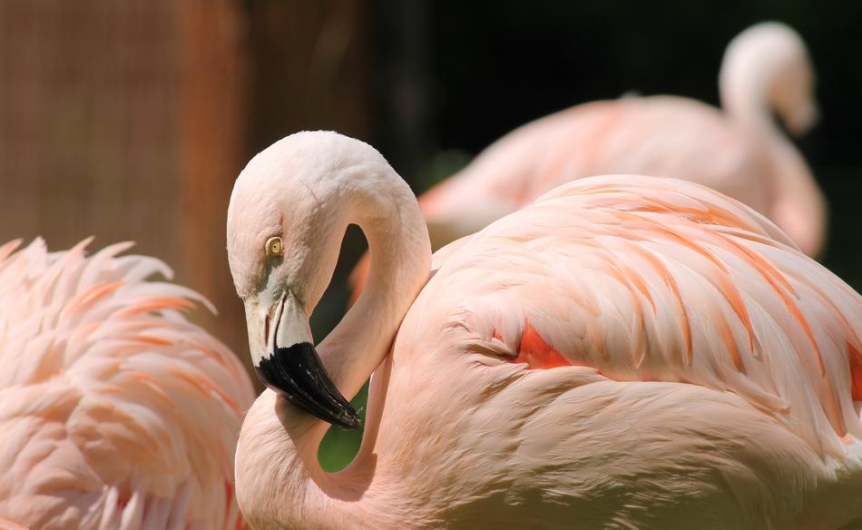 Flamingo Pink Water