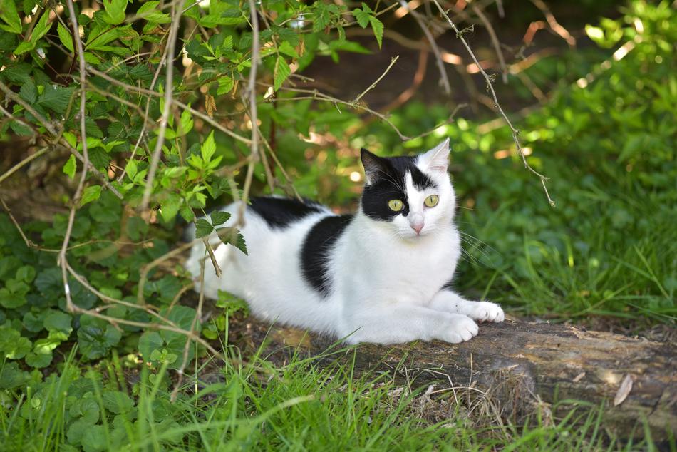 Cat Cute Black