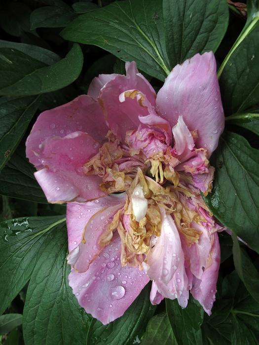 Pentecost Peony Faded Drop Of