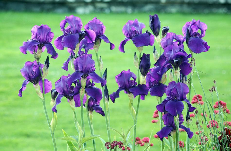 Flowers Lilies Garden