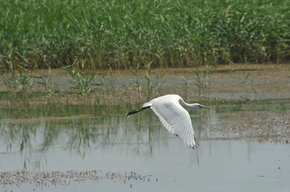 Heron Spoon Gaga White