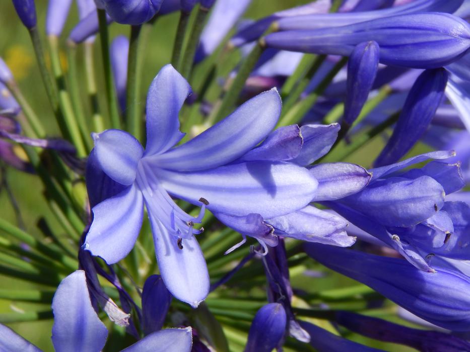 purple flowers in the grass are beautiful