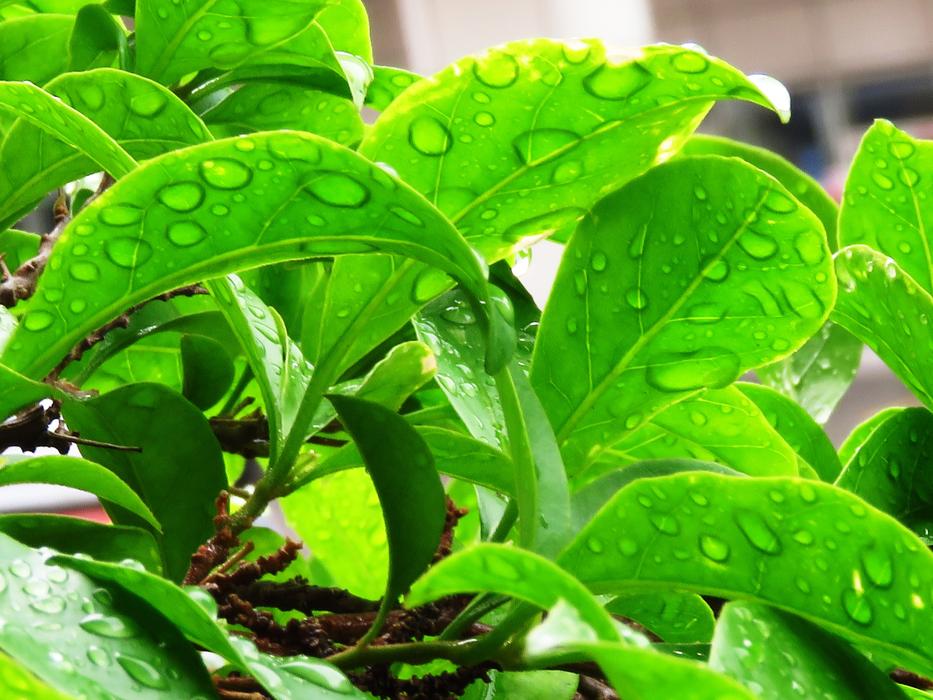 big drops of water on a leaf