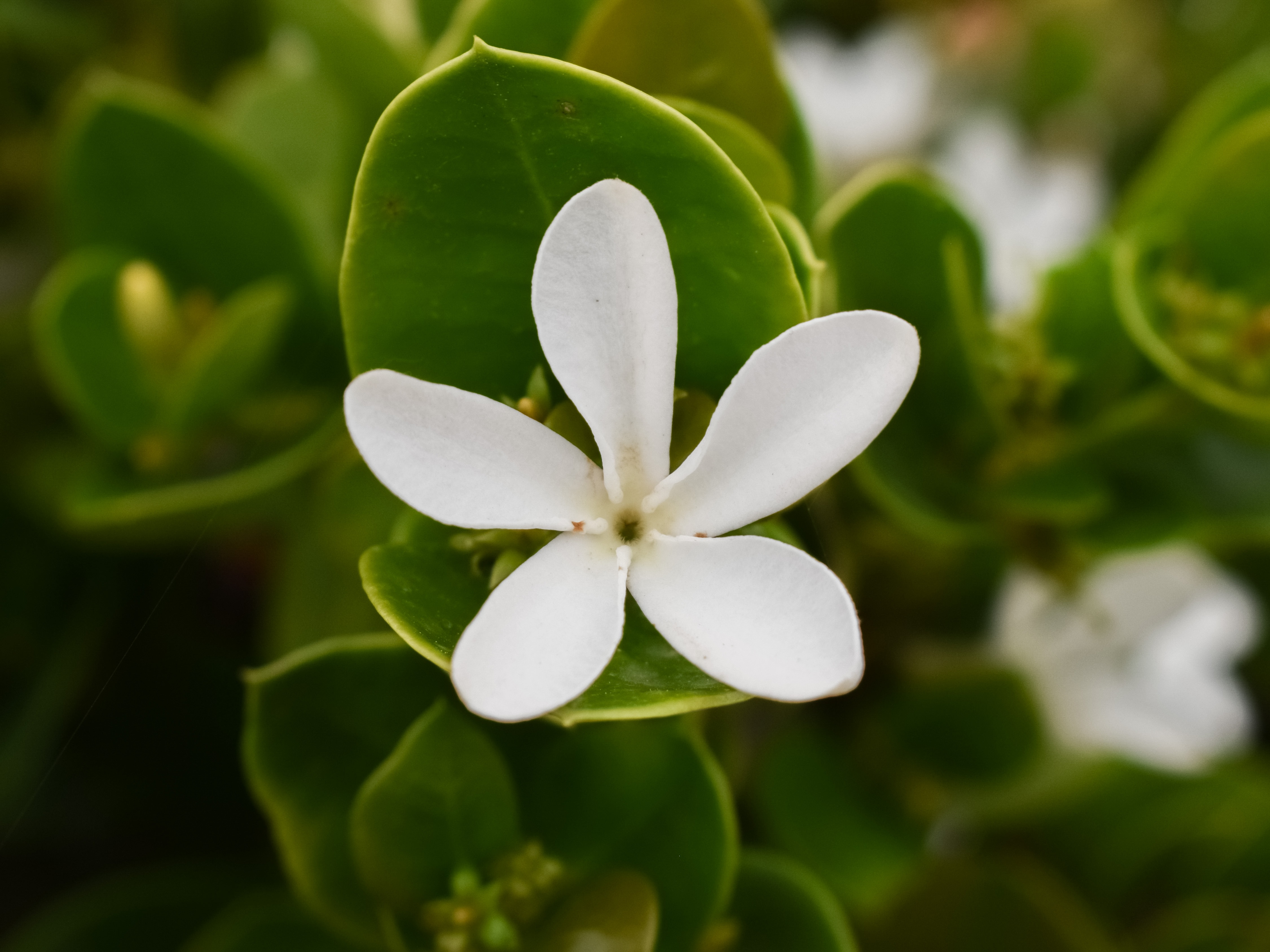 White Natural Flower in spring free image download