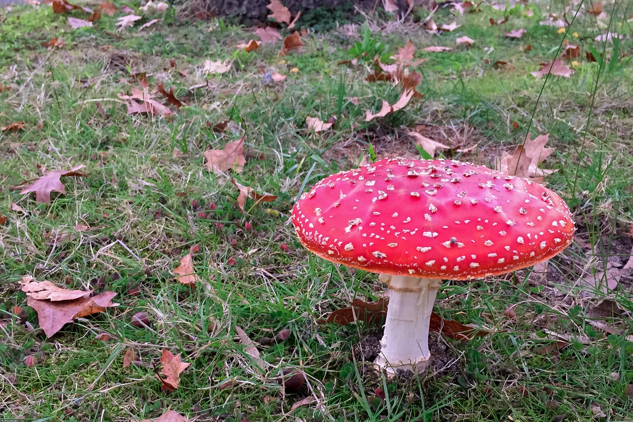 Mushroom Toadstool Poisonous free image download