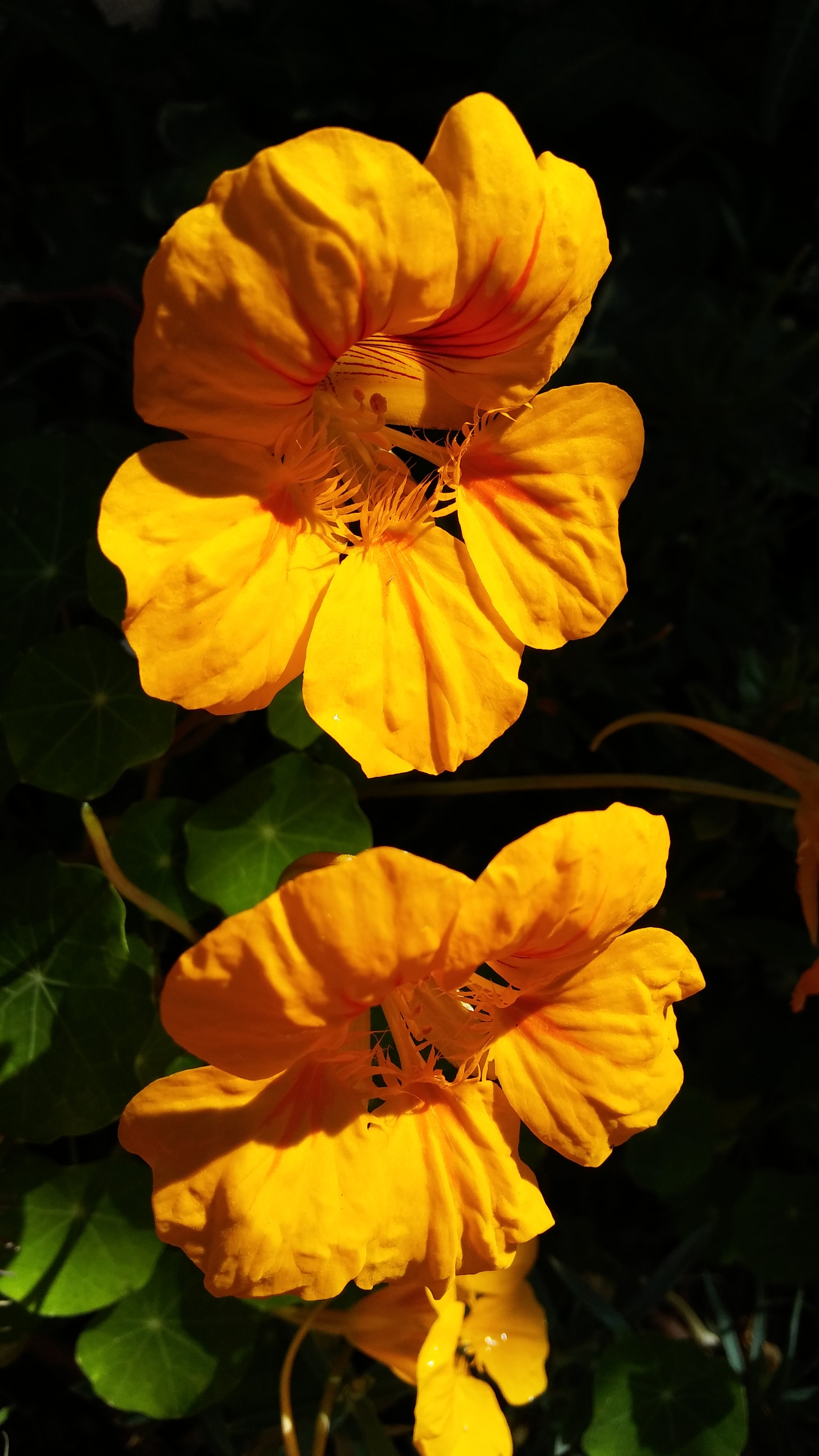 Yellow Flower Nasturtium free image download