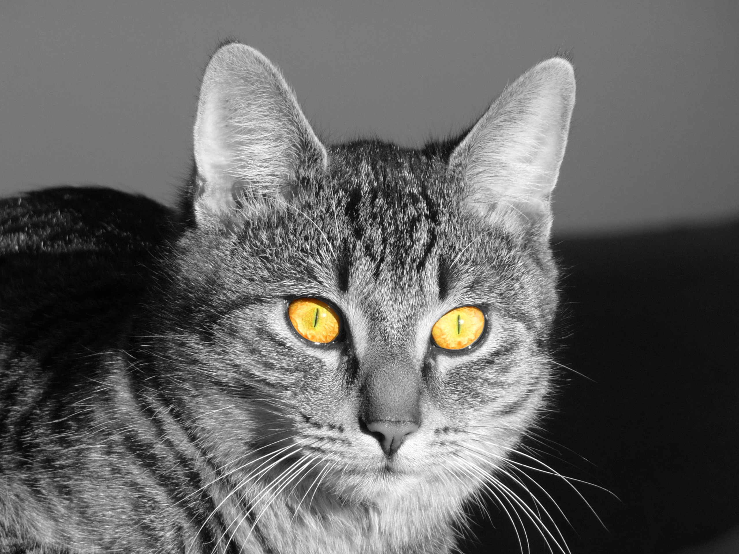 Серый полосатый кот с желтыми глазами