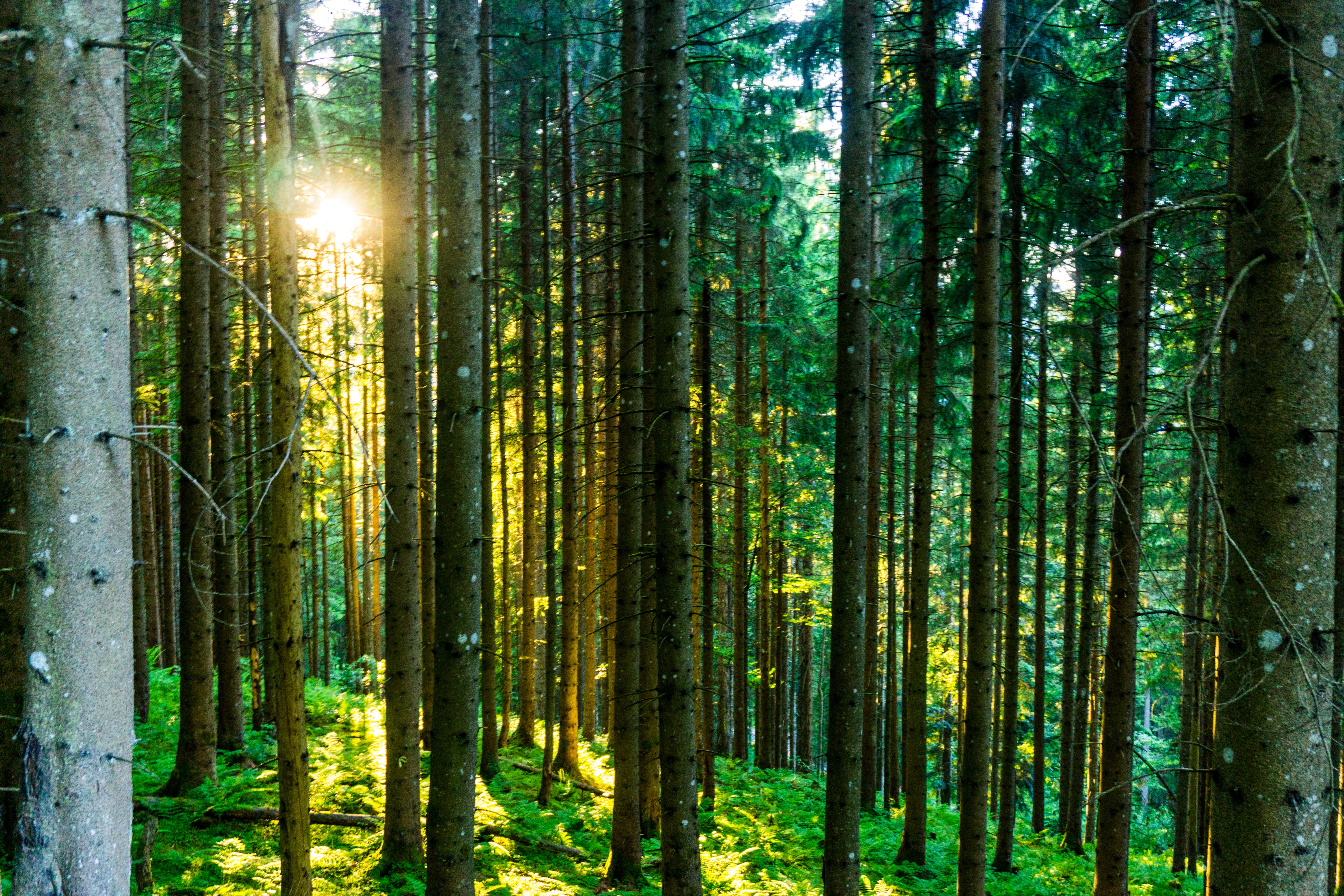 Час леса. Дневной лес. Звуки леса. Free Forest.