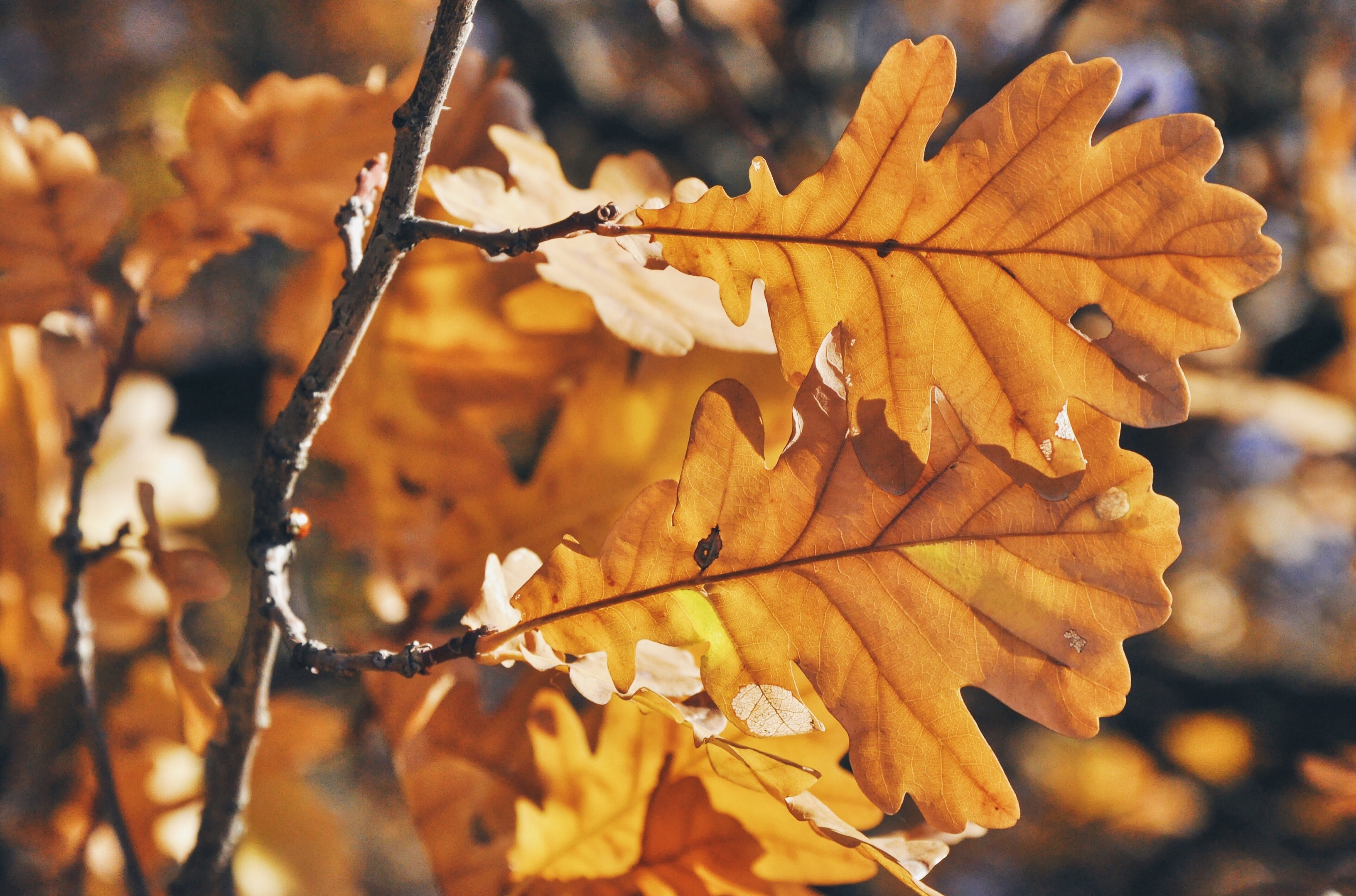 Oak Leaves Leaf free image download