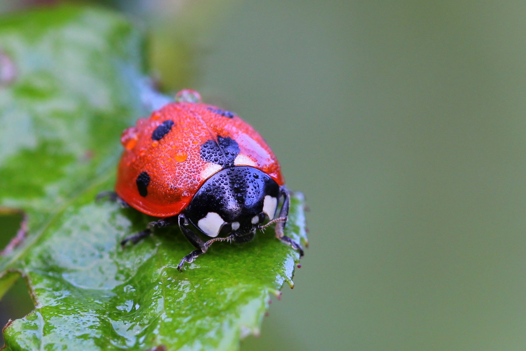 Ladybug Macro Nature free image download