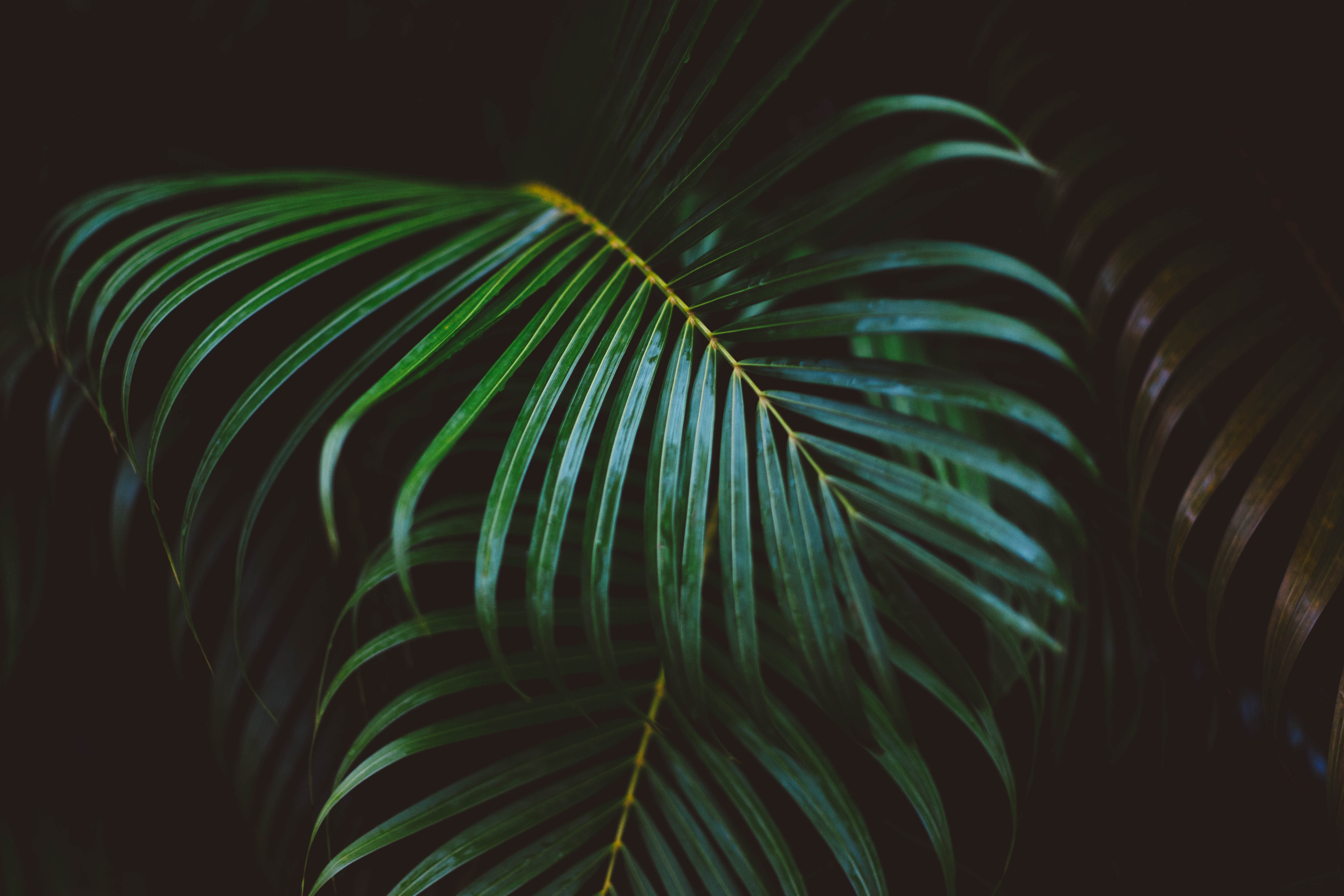 Frond Green Leaves free image download