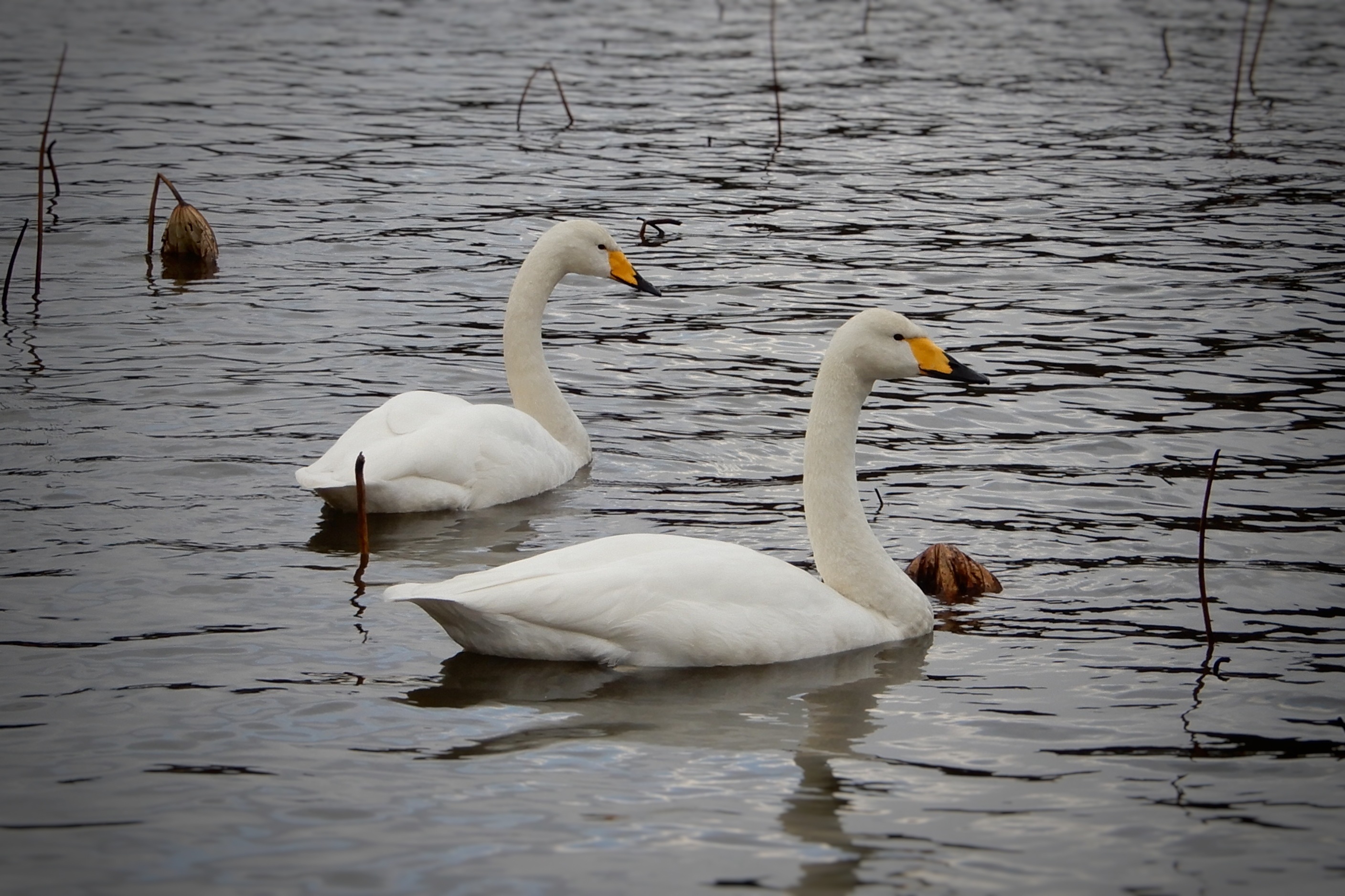 A beautiful swan sits free image download