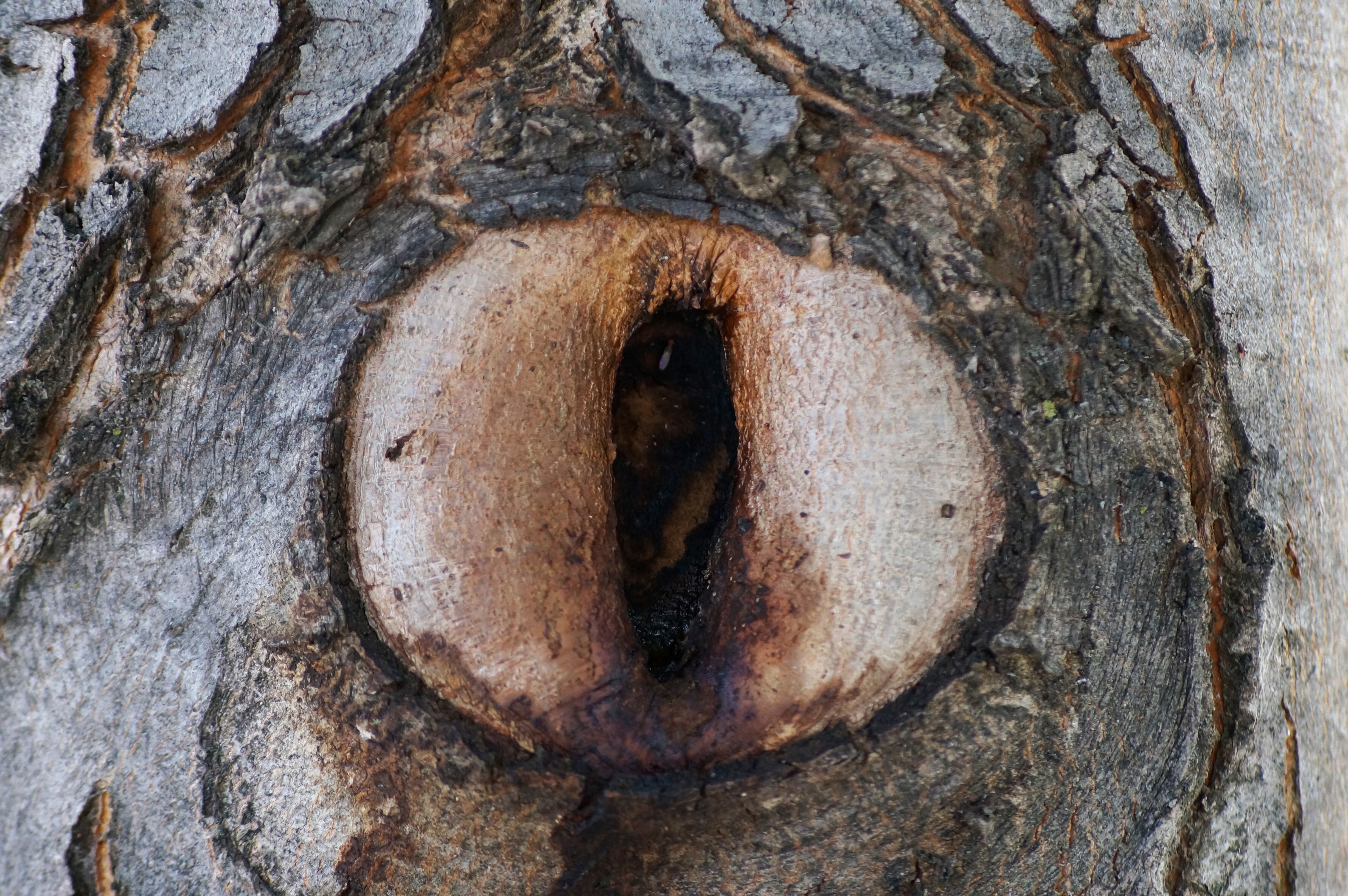 В стене дыра в дыре глаза. Дыра в дереве. Глазки древесины. Дерево с глазами. Дерево с глазами на стволе.