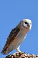 wild Barn Owl Bird