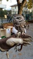 owl on hand in city park