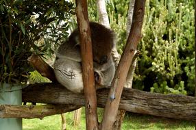 Cute, beautiful and colorful, fluffy koala on the tree, among the colorful plants