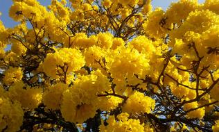 Tree Lapacho Yellow Flowers