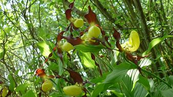 plant object in nature