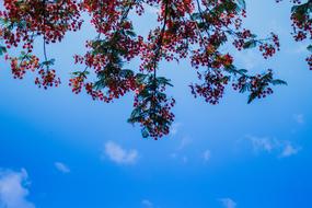 red leaves on a spring tree