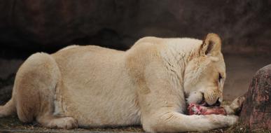 white lion eating meat at the zoo