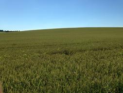 Wheat France