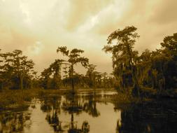 Swamp Bayou New Orleans