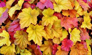 Leaves Colorful Autumn