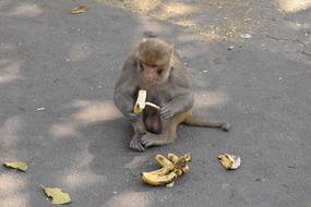 Monkey Road Concrete