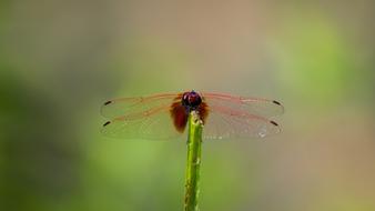 Close-up of the beautiful, red and orange dragonfly, on the green plant, at blurred background