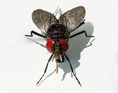 fly as ceramic art