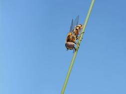 a brown insect against a blue sky