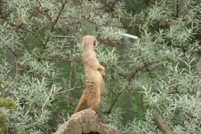 meerkat among the trees