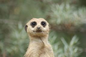 Meerkat Animal at Nature
