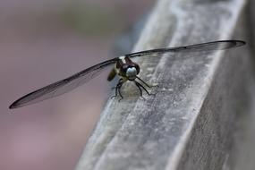 black Dragon Fly Insect