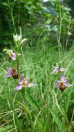 Bee Orchid Next Variety
