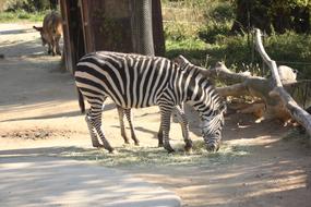 Zebra Everland
