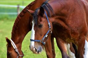 two brown horses side by side